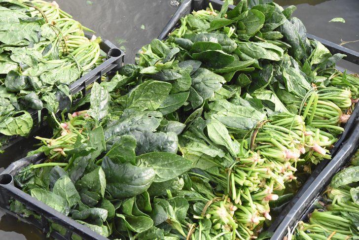 Türkiye’nin ıspanak deposu İzmir’deki tarlalarda zehirli ota rastlanmadı G1