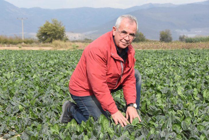 Türkiye’nin ıspanak deposu İzmir’deki tarlalarda zehirli ota rastlanmadı G2