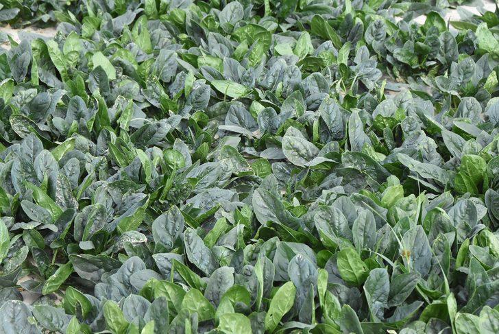 Türkiye’nin ıspanak deposu İzmir’deki tarlalarda zehirli ota rastlanmadı G3