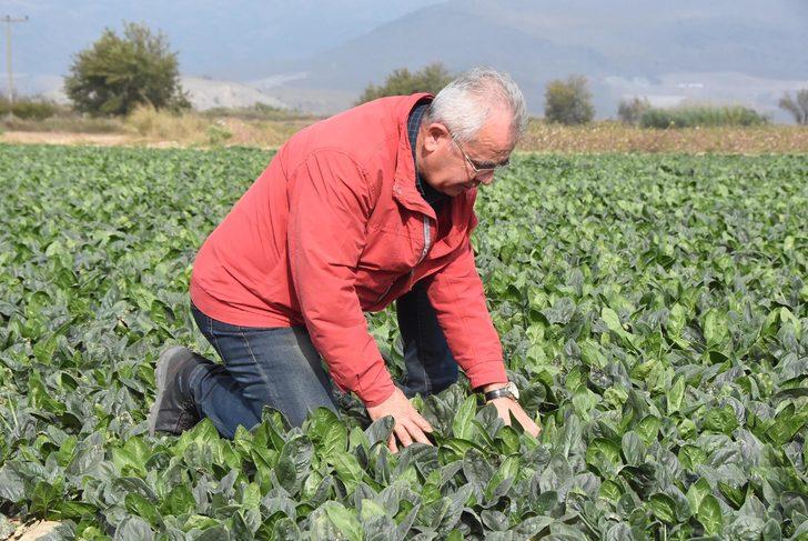 Türkiye’nin ıspanak deposu İzmir’deki tarlalarda zehirli ota rastlanmadı G4