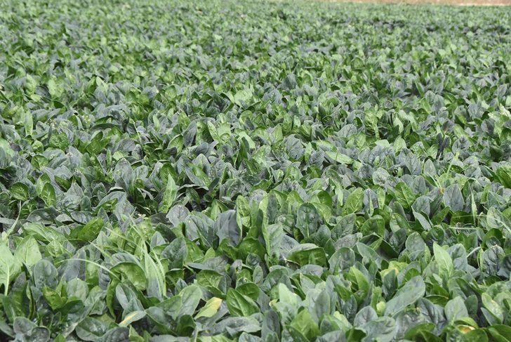 Türkiye’nin ıspanak deposu İzmir’deki tarlalarda zehirli ota rastlanmadı G5