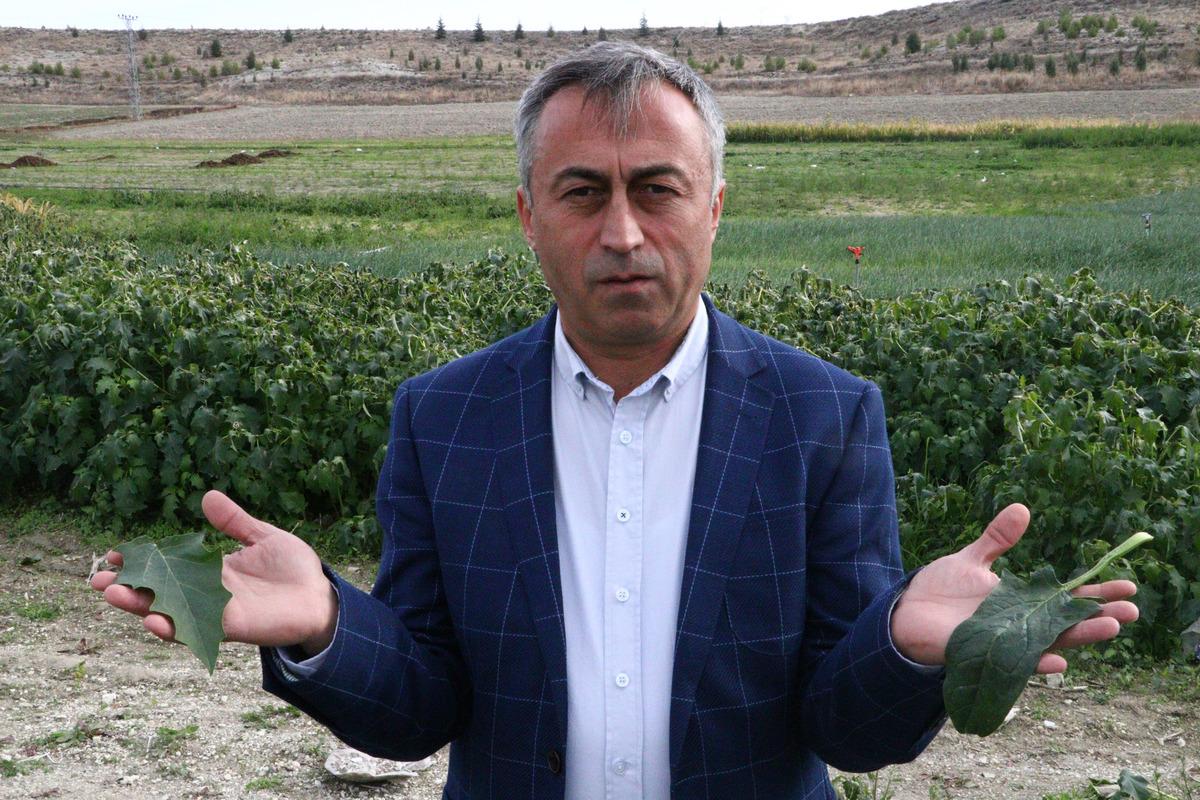 İstanbul'a ıspanak g&ouml;nderilen tarlada 'şeytan elması' otu &ccedil;ıktı