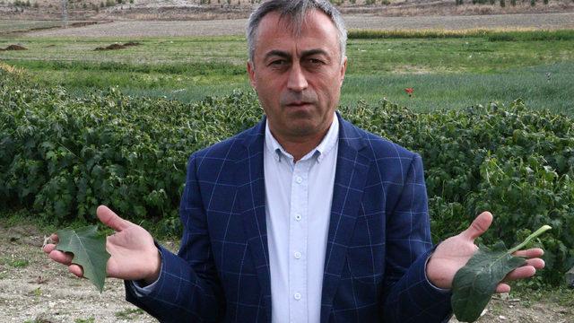 İstanbul'a ıspanak gönderilen tarlada 'şeytan elması' otu çıktı