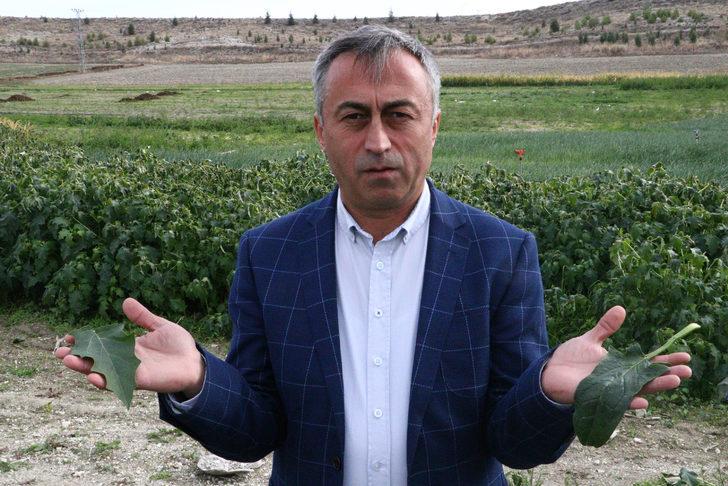 İstanbul'a ıspanak gönderilen tarlada şeytan elması otu çıktı G1