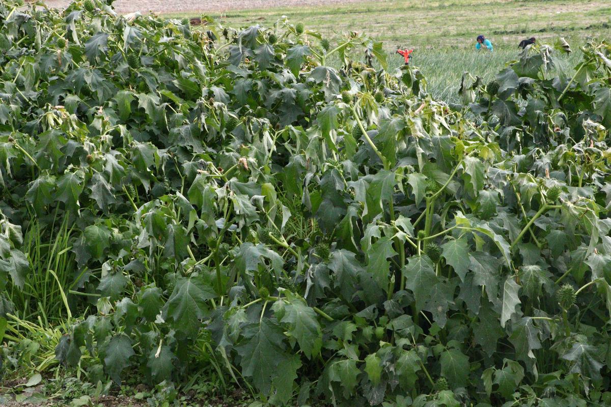 İstanbul'a ıspanak g&ouml;nderilen tarlada şeytan elması otu &ccedil;ıktı