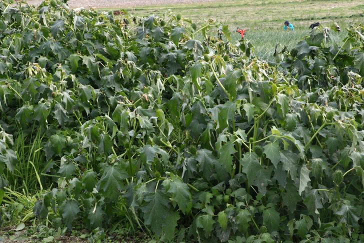 İstanbul'a ıspanak gönderilen tarlada şeytan elması otu çıktı G2