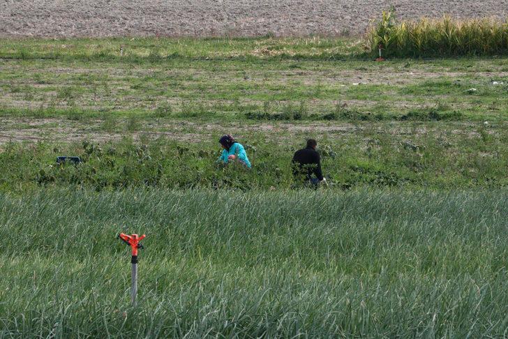İstanbul'a ıspanak gönderilen tarlada şeytan elması otu çıktı G3