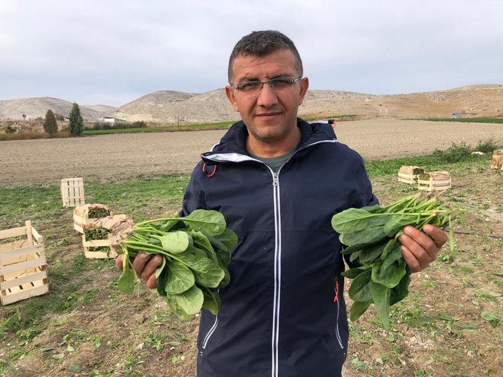 İstanbul'a ıspanak gönderilen tarlada şeytan elması otu çıktı G4