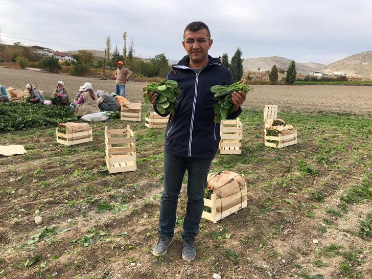 İstanbul'a ıspanak gönderilen tarlada şeytan elması otu çıktı G5