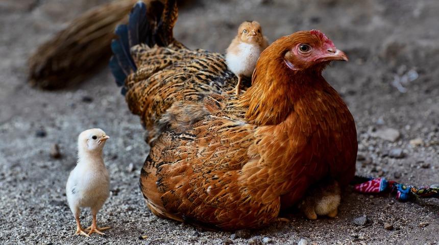 Dikkatsizliğin b&ouml;ylesi! Yanlışlıkla bin adet tavuk satın aldı