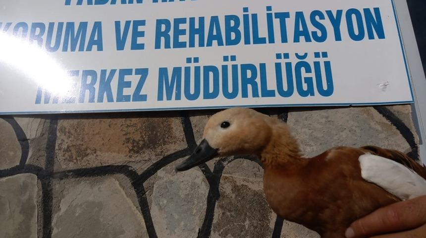 Yaralı Angıt tedavi altına alındı