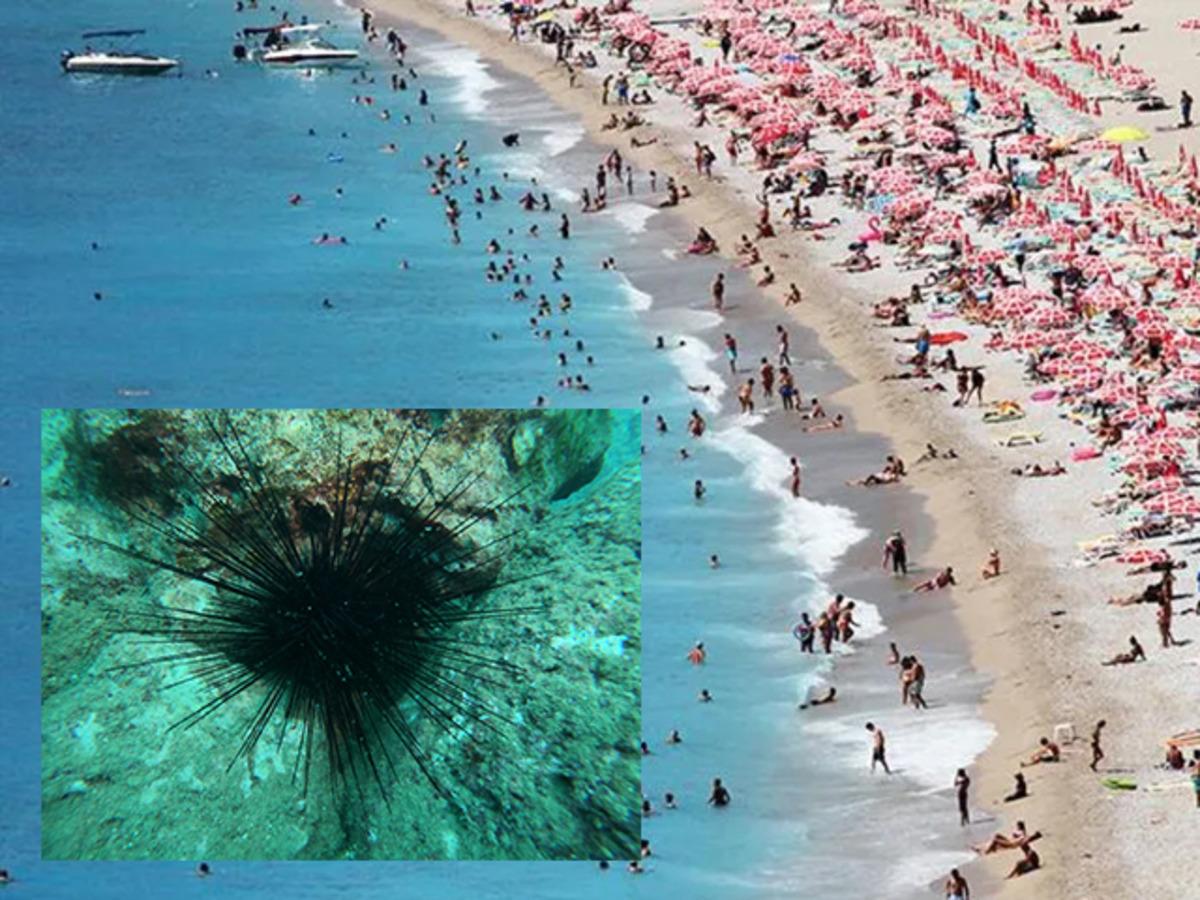 Akdeniz'de g&ouml;r&uuml;ld&uuml;, yayılıyor! Uzmanından zehirli deniz kestanesi uyarısı! 