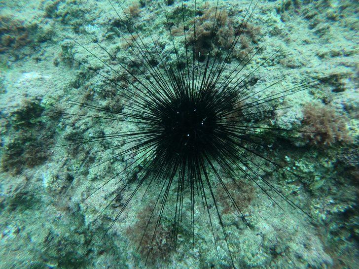 Akdeniz'de görüldü, yayılıyor! Uzmanından zehirli deniz kestanesi uyarısı!  G1