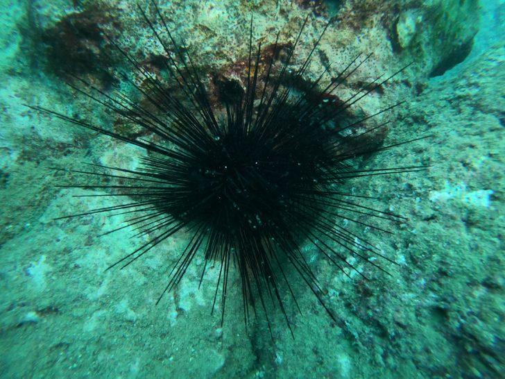 Akdeniz'de görüldü, yayılıyor! Uzmanından zehirli deniz kestanesi uyarısı!  G2