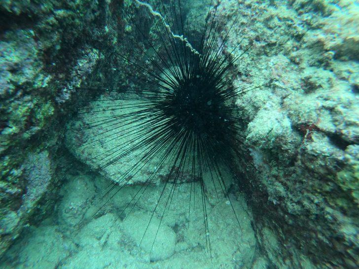 Akdeniz'de görüldü, yayılıyor! Uzmanından zehirli deniz kestanesi uyarısı!  G3