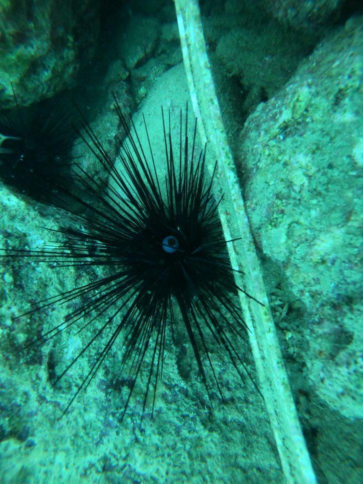 Akdeniz'de görüldü, yayılıyor! Uzmanından zehirli deniz kestanesi uyarısı!  G4