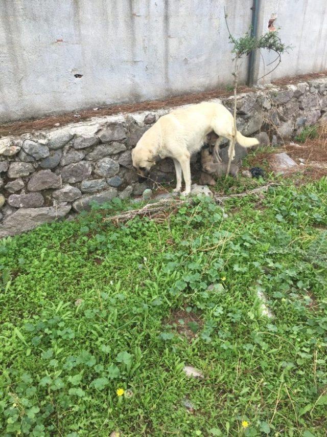 Kuyuya düşen yavru köpekler kurtarıldı 1
