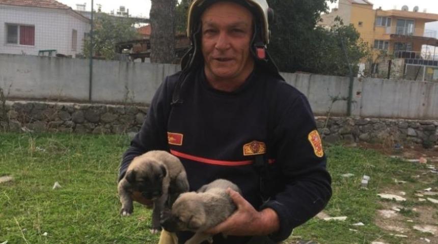 Kuyuya düşen yavru köpekler kurtarıldı