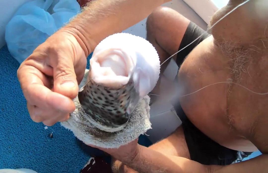 Balon balığıyla ilgili kritik uyarı!