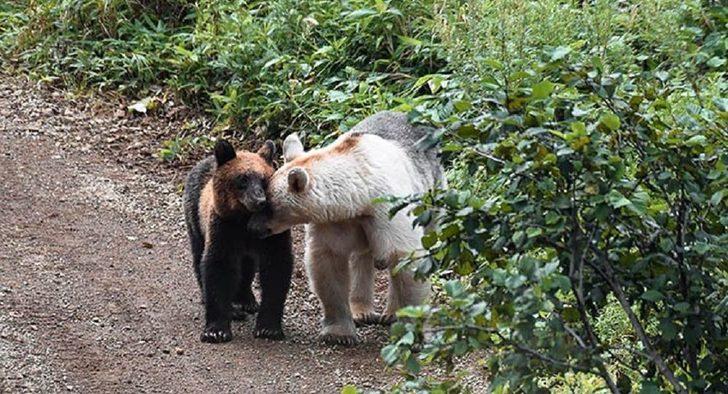 İnanılır gibi değil! Boz ayılar beyazlamaya başladı G1