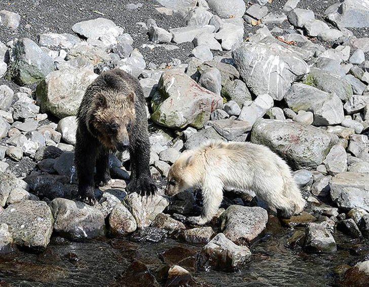 İnanılır gibi değil! Boz ayılar beyazlamaya başladı G2