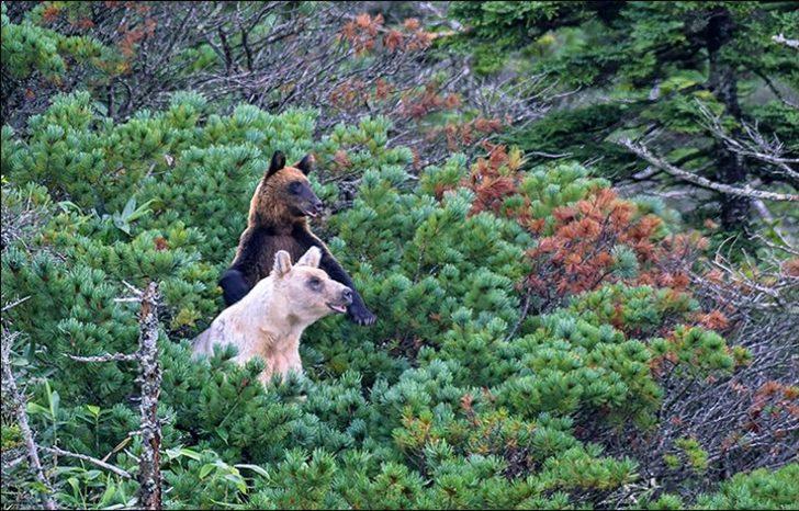 İnanılır gibi değil! Boz ayılar beyazlamaya başladı G3