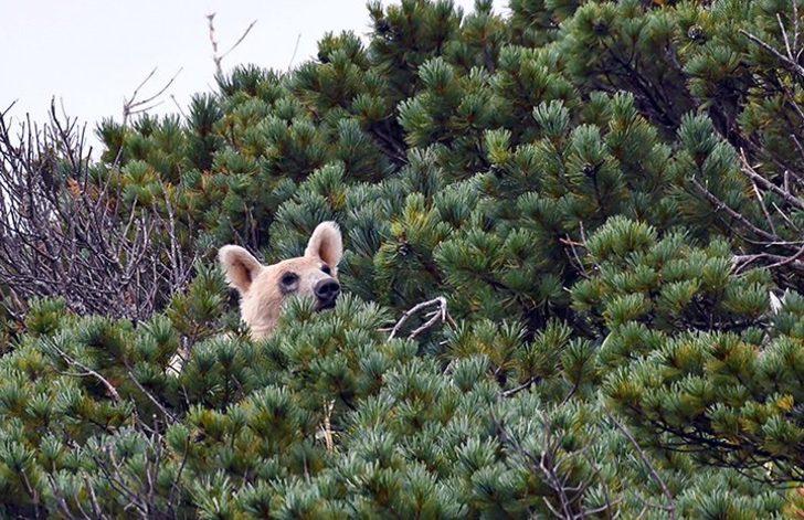 İnanılır gibi değil! Boz ayılar beyazlamaya başladı G4