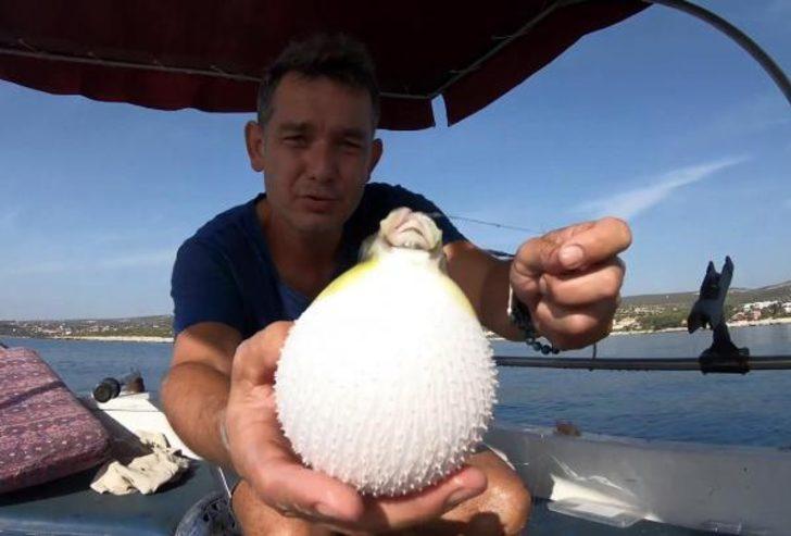 Balon balığıyla ilgili kritik uyarı! G1