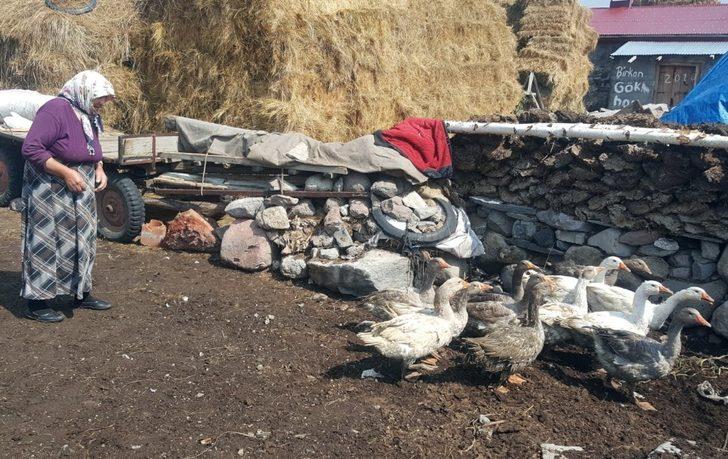 Ardahan’da Kazcılık Eylem Planı çerçevesinde ihtiyaç sahibi vatandaşlara damızlık kaz dağıtıldı G3