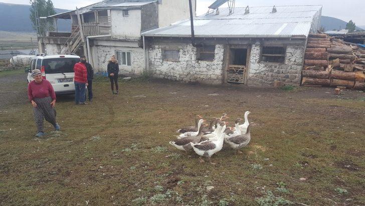 Ardahan’da Kazcılık Eylem Planı çerçevesinde ihtiyaç sahibi vatandaşlara damızlık kaz dağıtıldı G4