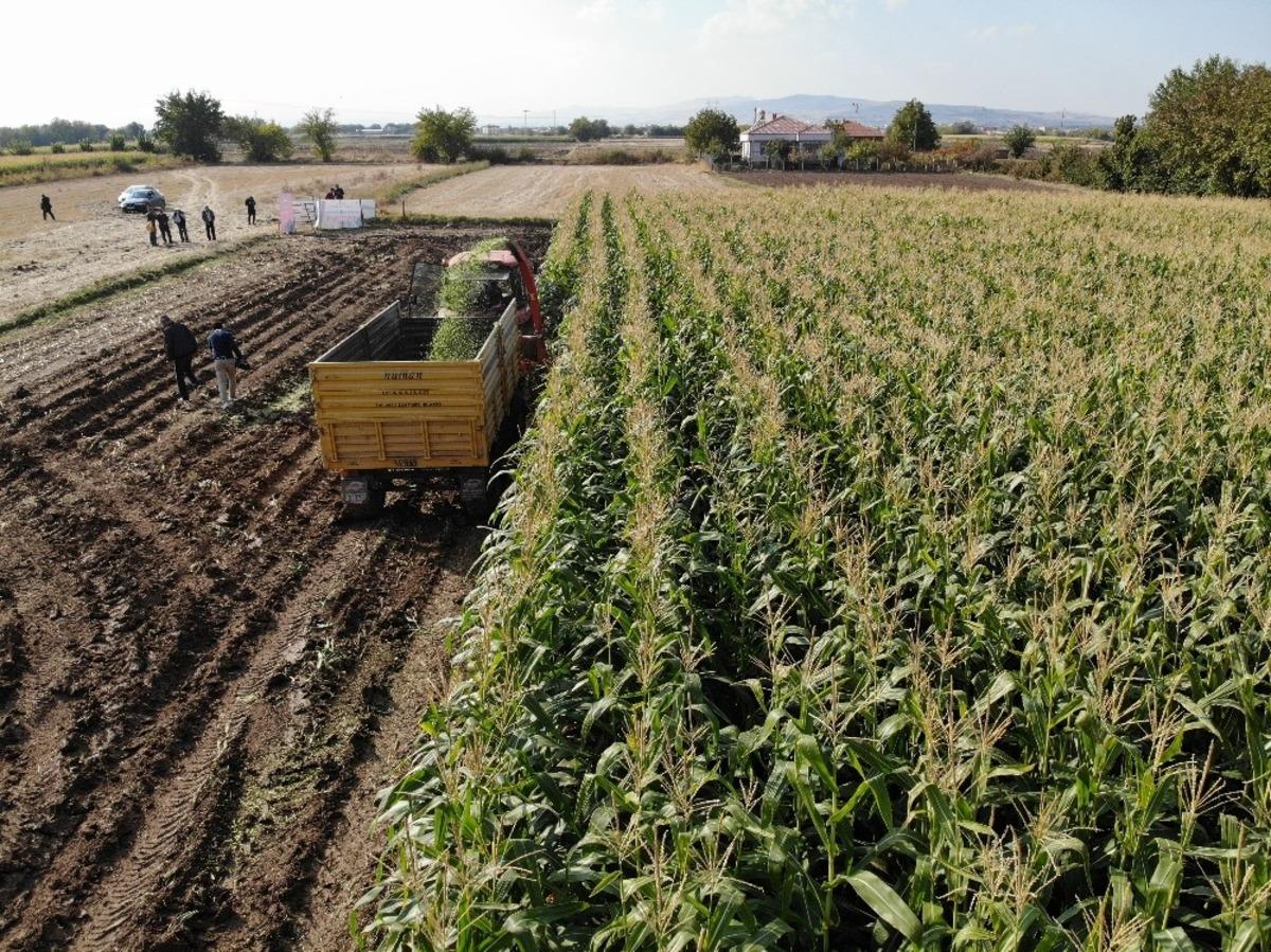 Elazığ&rsquo;da 16 bin dekarda ekilen ikinci &uuml;r&uuml;nde bereket
