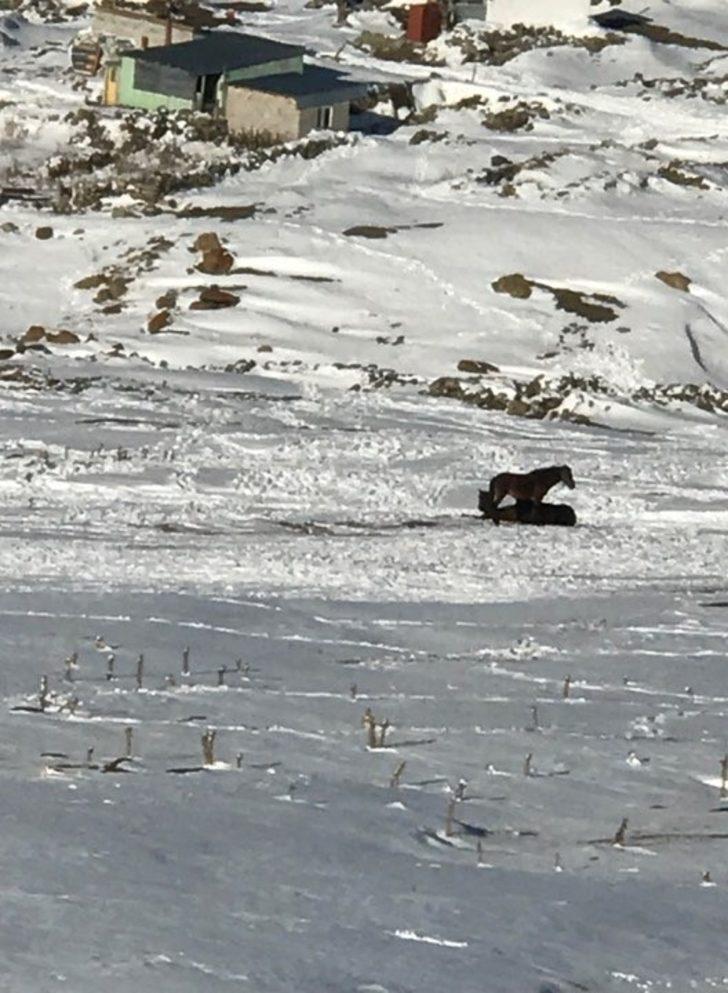 Şenkaya Yaylasında Yılkı Atlar ortada bırakıldı G2