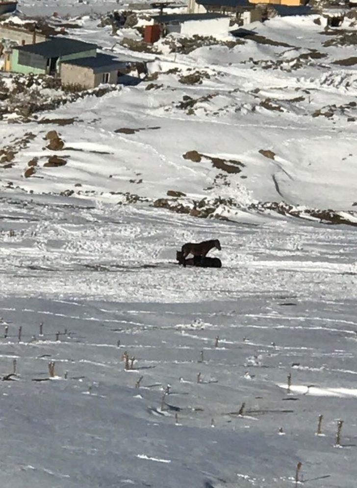 Şenkaya Yaylasında Yılkı Atlar ortada bırakıldı G3