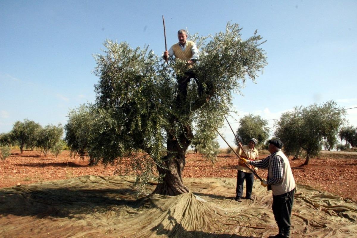 Kilis&rsquo;te zeytin hasadı erken başladı
