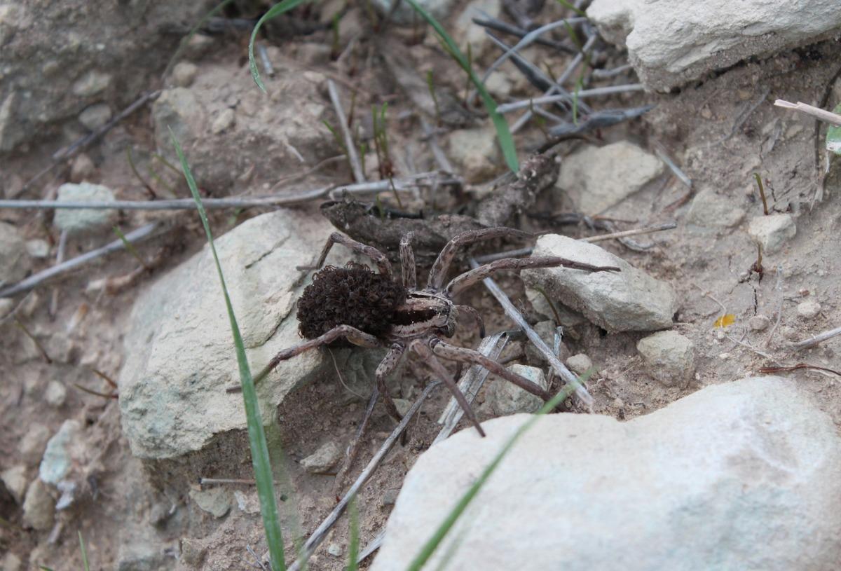 &Uuml;zerindekilere yakından bakanlar şoke oldu!