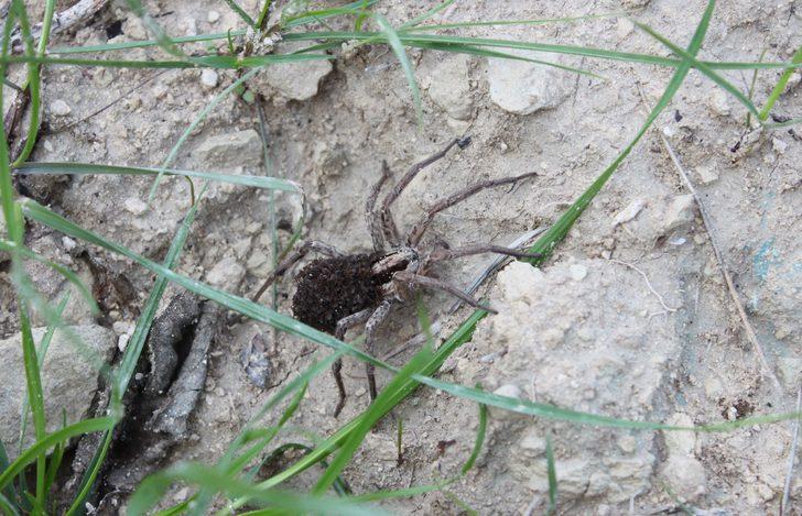 Üzerindekilere yakından bakanlar şoke oldu! G2
