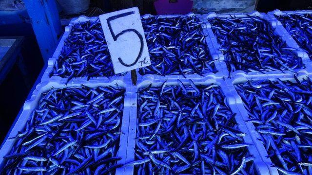 Hamsi avındaki bereket ihracat rakamlarına yansıdı 1
