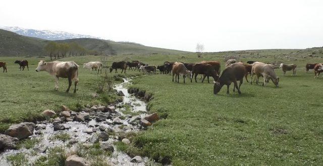 Doğu’ya ithal çoban desteği