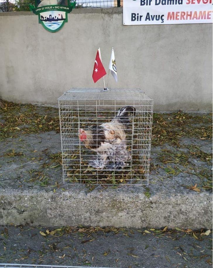 İlkokul öğrencileri kanatlı hayvan türleriyle tanıştı G2