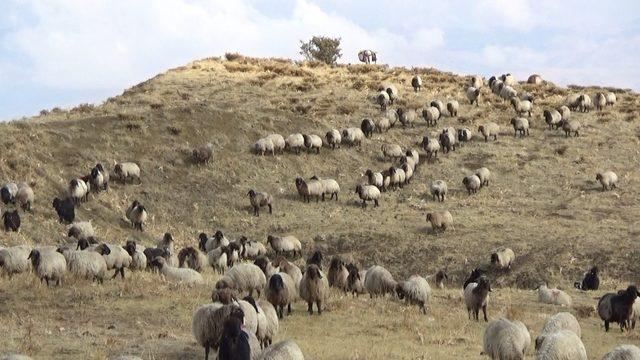 Muş’ta tarım ve hayvancılık gelişiyor