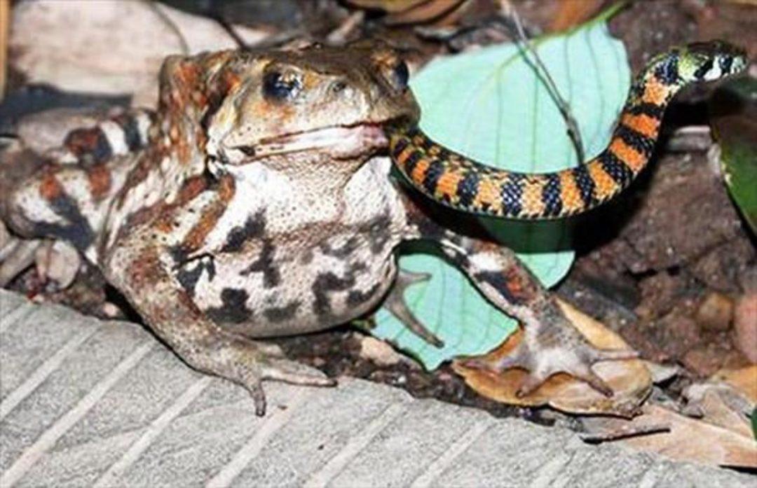 Змея съевшая лягушку. Змея и жаба. Лягушки поедающие змей.