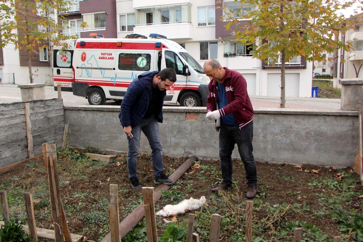Bolu'da neler oluyor? Bir haftada beşinci kedi: Satanist işi mi?