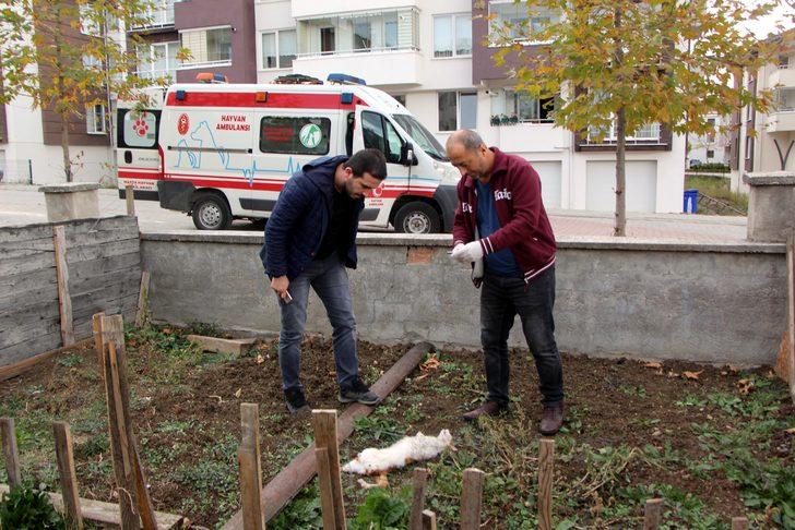 Bolu'da neler oluyor? Bir haftada beşinci kedi: Satanist işi mi? G4