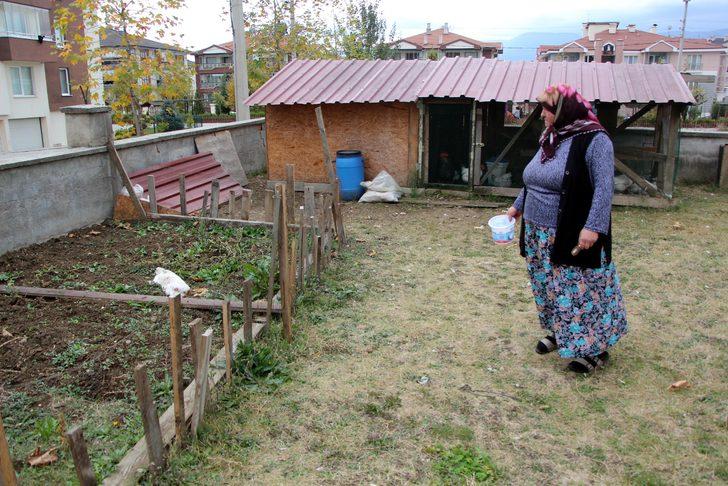 Bolu'da neler oluyor? Bir haftada beşinci kedi: Satanist işi mi? G3