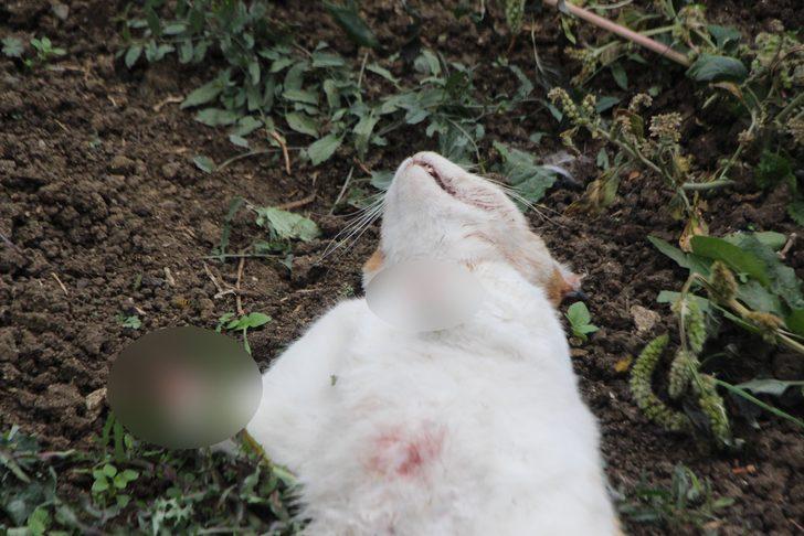 Bolu'da neler oluyor? Bir haftada beşinci kedi: Satanist işi mi? G2