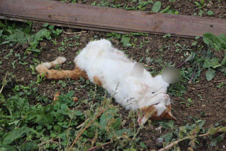 Bolu'da neler oluyor? Bir haftada beşinci kedi: Satanist işi mi? G1