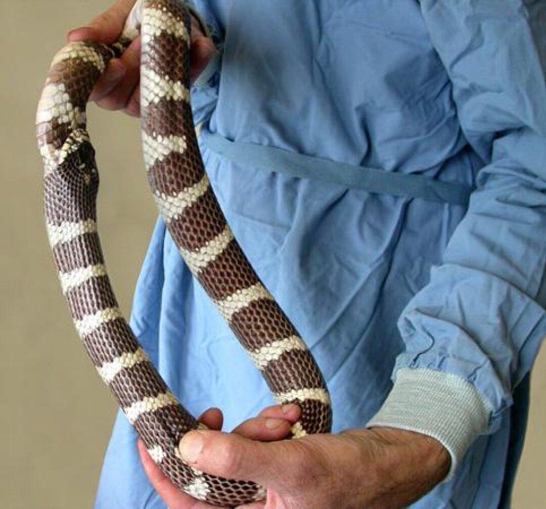 Глупый змей. Королевская Калифорнийская змея взрослая. Поперечно полосатая Королевская змея. Змея поедающая хвост.