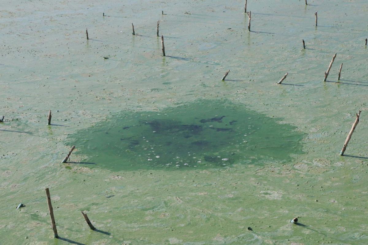 Atat&uuml;rk Barajı G&ouml;l&uuml;'n&uuml;n rengi yeşil oldu! 