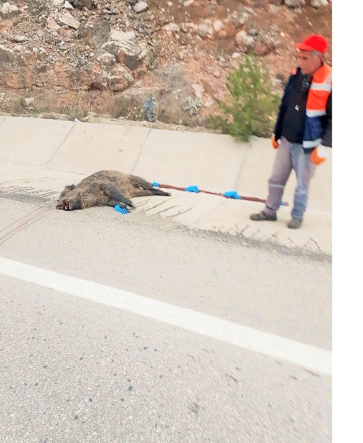 Aracın çarptığı domuz telef oldu G3