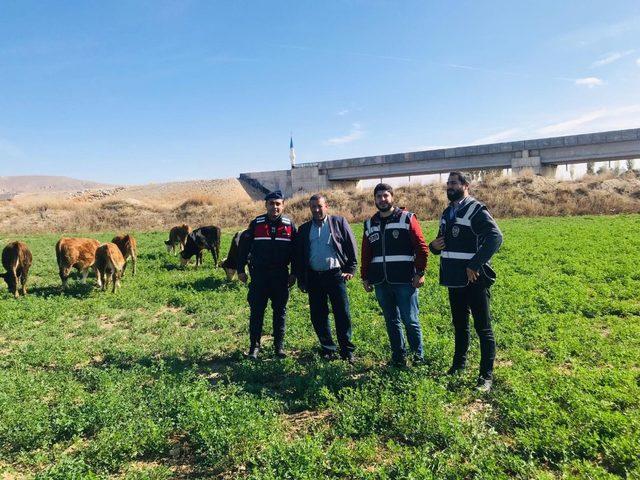 Kaybolan 8 büyükbaş hayvan için polis ve jandarma seferber oldu 1